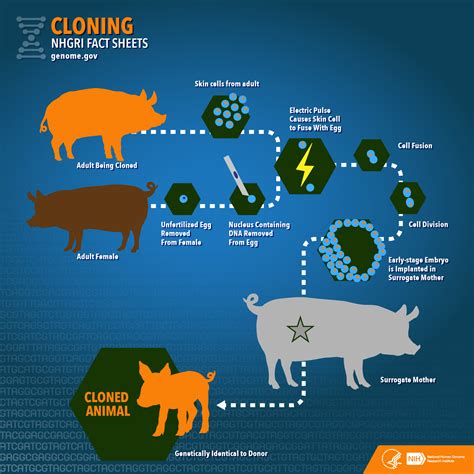 Cloning .
